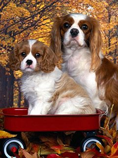 Cavalier King Charles Spaniel Carini