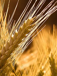 Campi di Grano Dorato - wallpaper preview