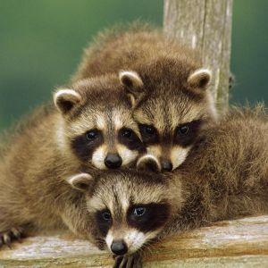 Cuccioli di Procione Adorabili