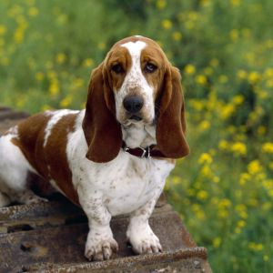 Adorabile Basset Hound nella Natura
