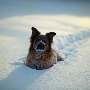 Cane Innevato d'Inverno