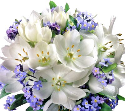 Bellissimi Fiori Bianchi e Viola