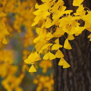 Foglie di Ginkgo Gialle Vivaci