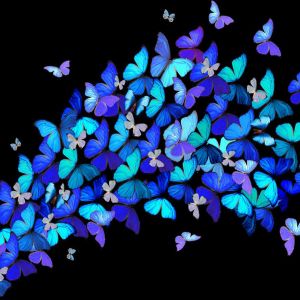 Farfalle Colorate su Nero