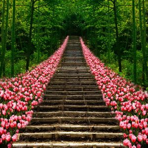 Bellissimo Sentiero di Fiori