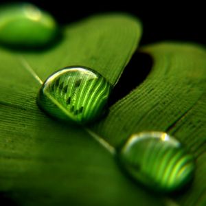 Foglia Verde con Gocce d'Acqua