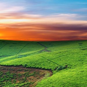 Tramonto vibrante sopra colline verdi