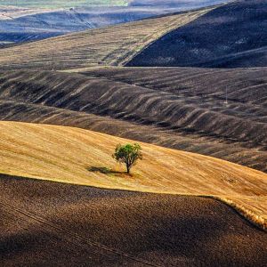 Paesaggio sereno con albero solitario