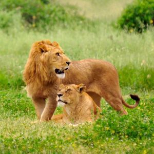 Leoni Maestosi nella Natura