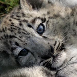 Cucciolo di Leopardo delle Nevi