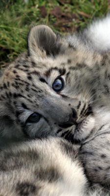 Cucciolo di Leopardo delle Nevi - wallpaper preview