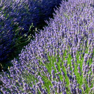 Campi di Lavanda in Fiore