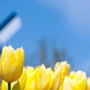 Tulipani Gialli Brillanti in Fiore
