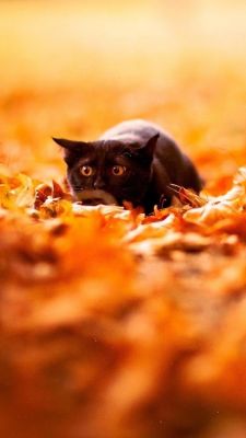 Gatto Nero tra le Foglie d'Autunno - wallpaper preview