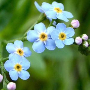 Delicate Fiori Blu