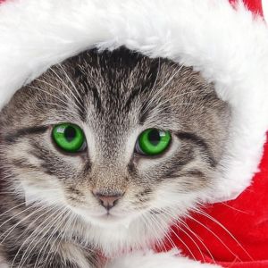 Gatto di Natale Carino