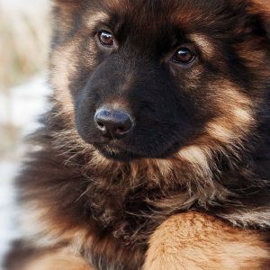 Cucciolo Carino