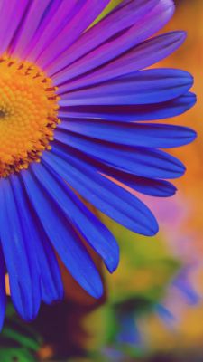 Fiore Blu Vivace - wallpaper preview