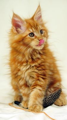 Gatto Maine Coon Carino - wallpaper preview