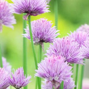 Fiori di Erba Cipollina Viola