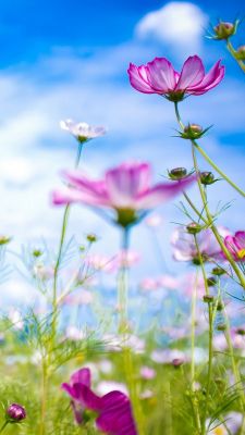 Bellissimi fiori rosa in fiore - wallpaper preview