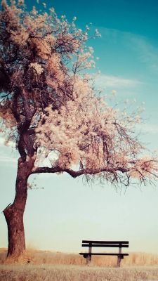Albero e Panchina Sereni - wallpaper preview