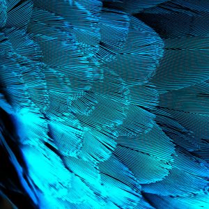 Design Astratto di Piuma Blu