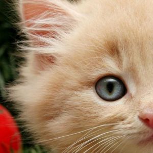 Gatto di Natale Carino