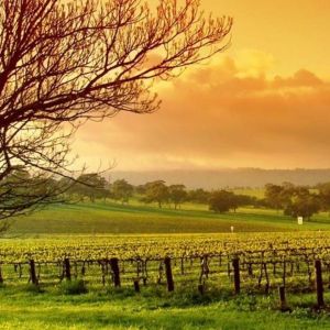 Tramonto su Vigneto