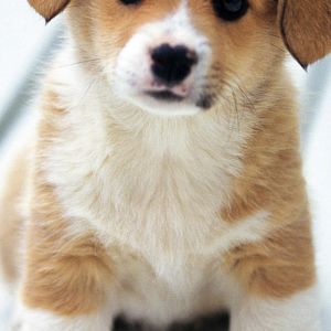 Cucciolo di Corgi Adorabile