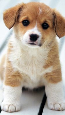 Cucciolo di Corgi Adorabile - wallpaper preview