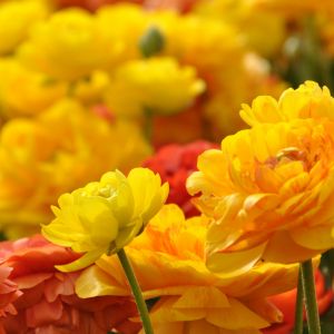 Fiori Gialli Vivaci