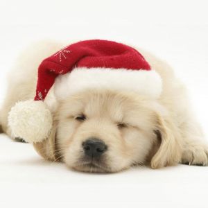 Cucciolo Carino con Cappello di Babbo Natale