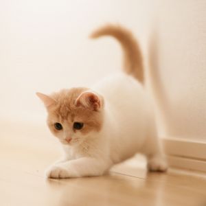 Gatto Carino che Gioca