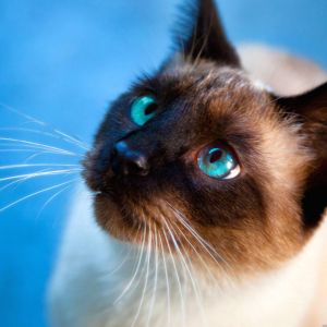 Gatto Siamese in Primo Piano