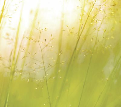 Sfondo Naturale Verde Morbido - wallpaper preview