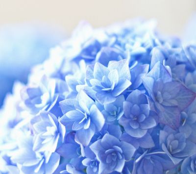 Fiori di Ortensia Blu - wallpaper preview