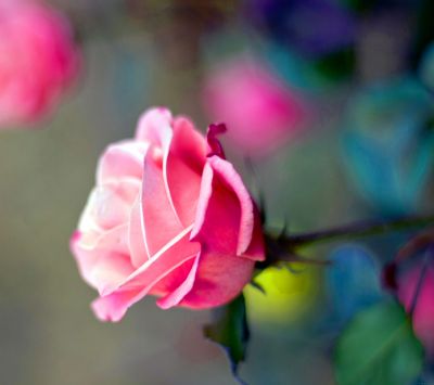 Bella Rosa Rosa