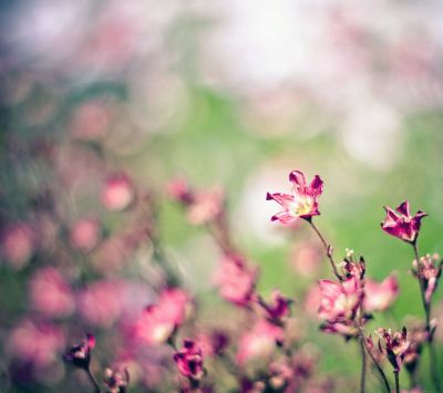 Bellissimi fiori rosa - wallpaper preview