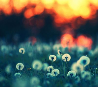 Dente di leone al tramonto - wallpaper preview