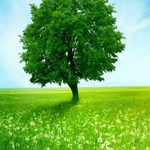 Albero Verde nel Campo