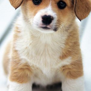 Cucciolo Carino