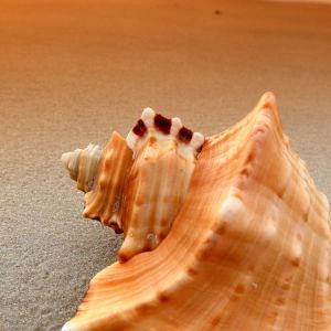 Bellissima conchiglia al tramonto
