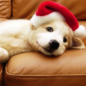 Cucciolo Carino con Cappello di Babbo Natale