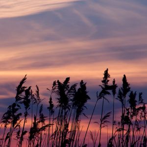 Silhouette di Erbe al Tramonto