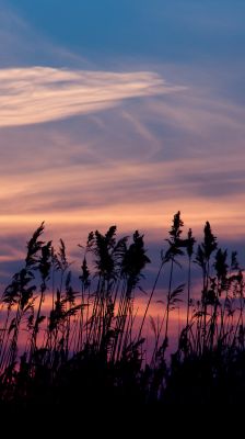 Silhouette di Erbe al Tramonto - wallpaper preview