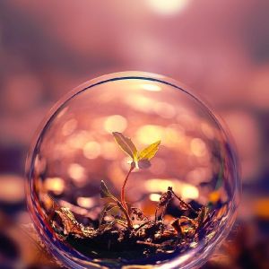 Natura in una Bolla