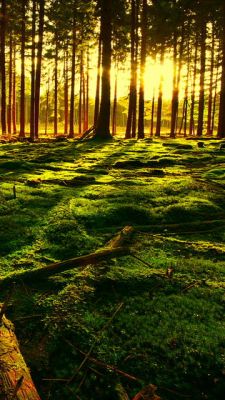 Paesaggio Forestale Illuminato - wallpaper preview