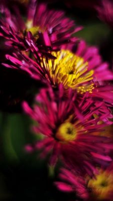 Fiori Rosa Vivaci - wallpaper preview