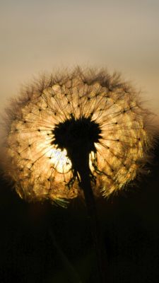 Dente di leone al tramonto - wallpaper preview